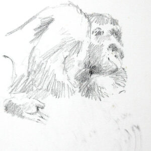 Gorilla Study