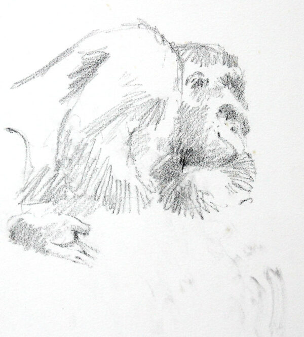 Gorilla Study