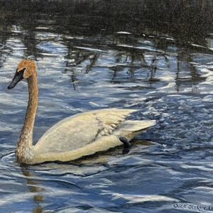 Tundra Swan