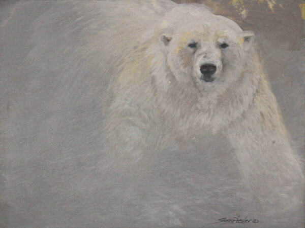 Large Polar Bear Study